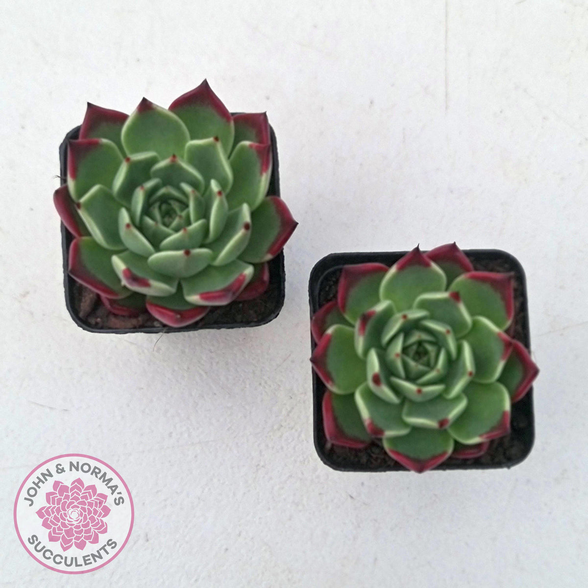 Echeveria agavoides 'Sara Bonnie'