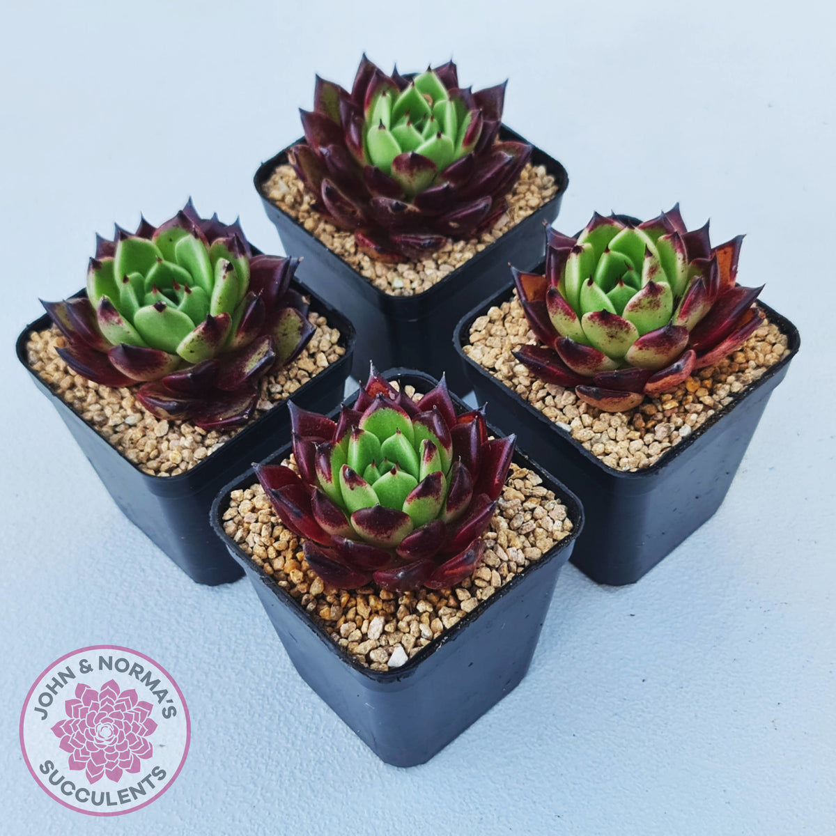 Echeveria agavoides 'Sara Bonnie'