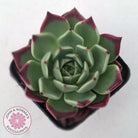 Echeveria agavoides 'Sara Bonnie'