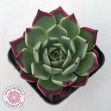 Load image into Gallery viewer, Echeveria agavoides &#39;Sara Bonnie&#39;
