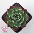 Echeveria agavoides 'Sara Bonnie'