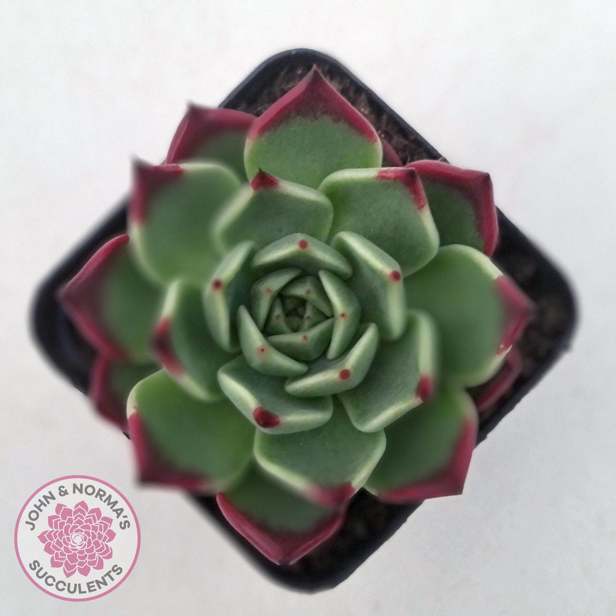 Echeveria agavoides 'Sara Bonnie'