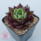 Echeveria agavoides 'Sara Bonnie'