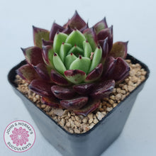 Load image into Gallery viewer, Echeveria agavoides &#39;Sara Bonnie&#39;
