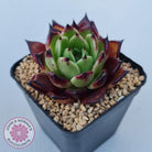 Echeveria agavoides 'Sara Bonnie'