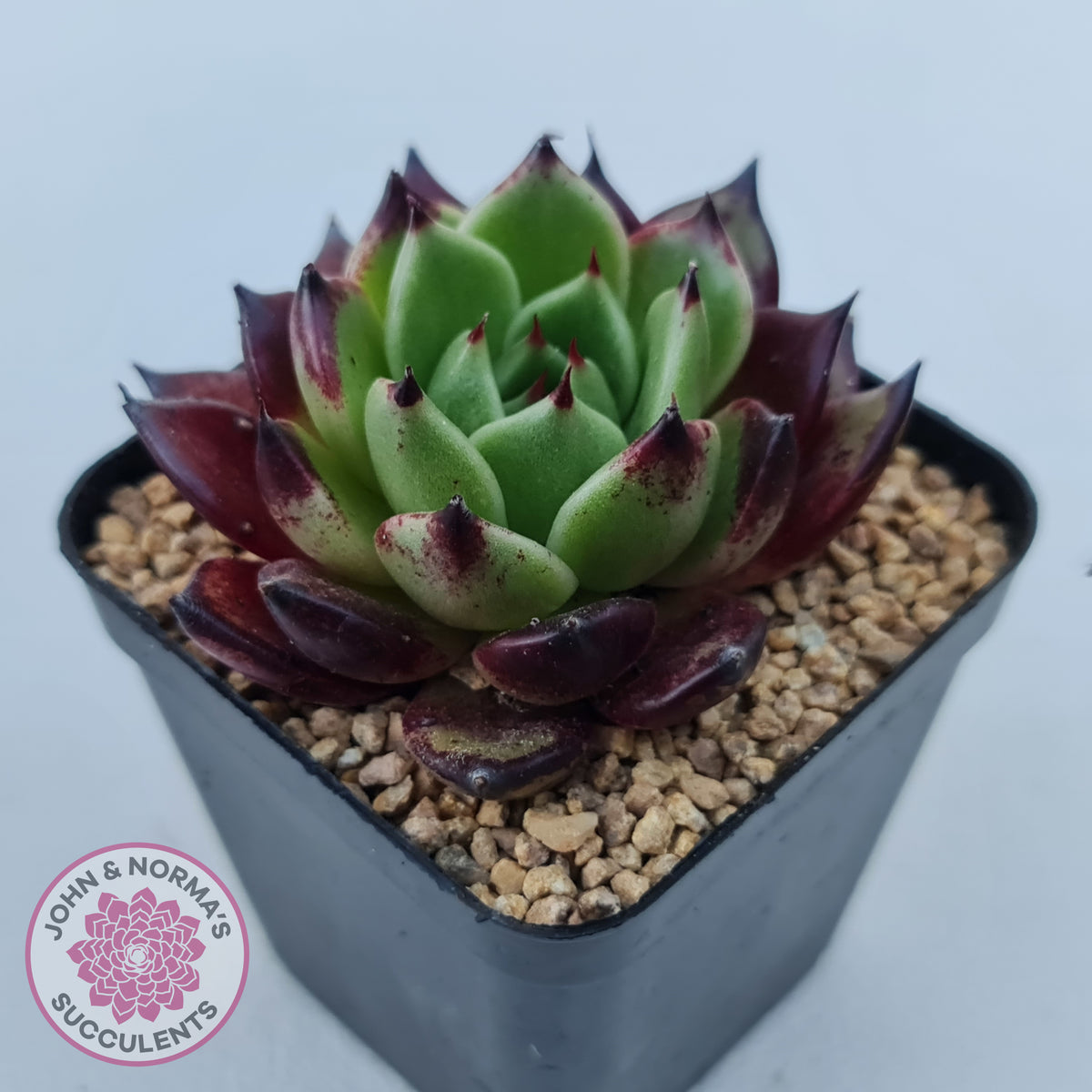 Echeveria agavoides 'Sara Bonnie'