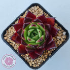 Echeveria agavoides 'Sara Bonnie'