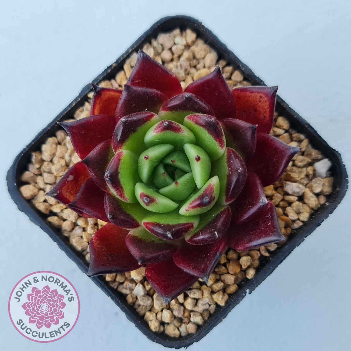 Echeveria agavoides 'Sara Bonnie'