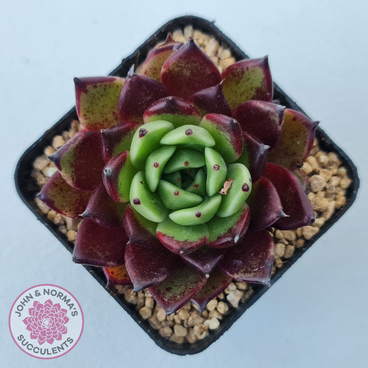 Echeveria agavoides 'Sara Bonnie'