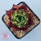 Echeveria agavoides 'Sara Bonnie'
