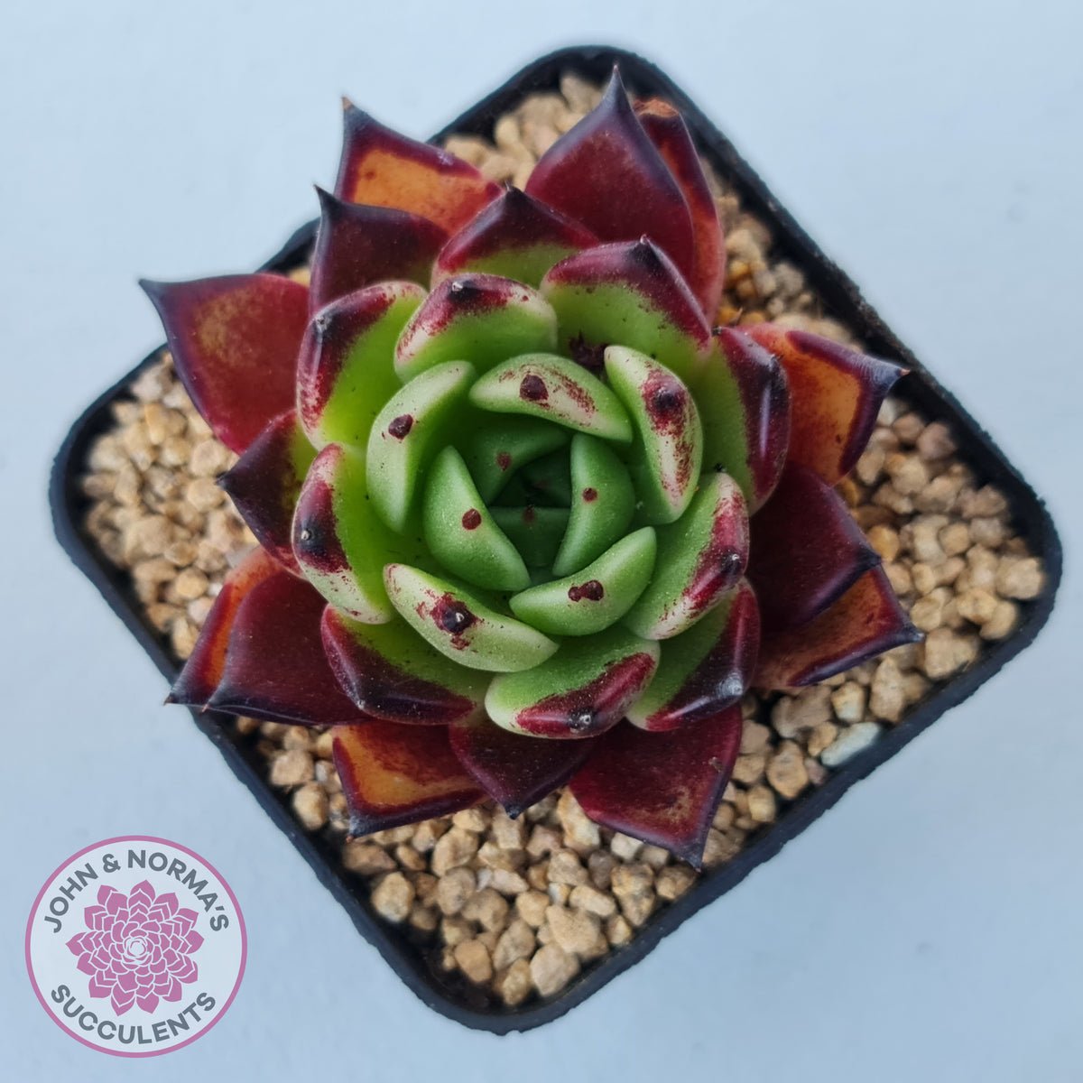 Echeveria agavoides 'Sara Bonnie'
