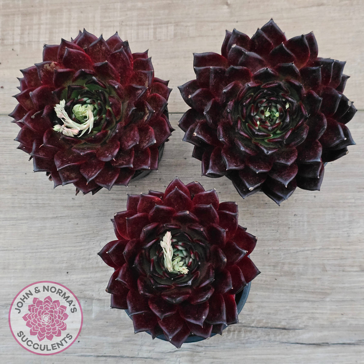 Echeveria agavoides 'Sara Bonnie' - 100mm Large