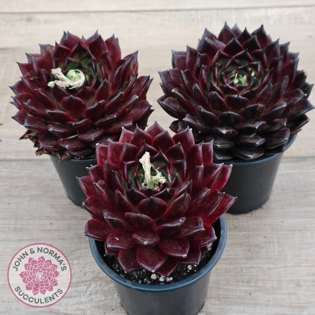 Echeveria agavoides 'Sara Bonnie' - 100mm Large