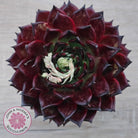 Echeveria agavoides 'Sara Bonnie' - 100mm Large