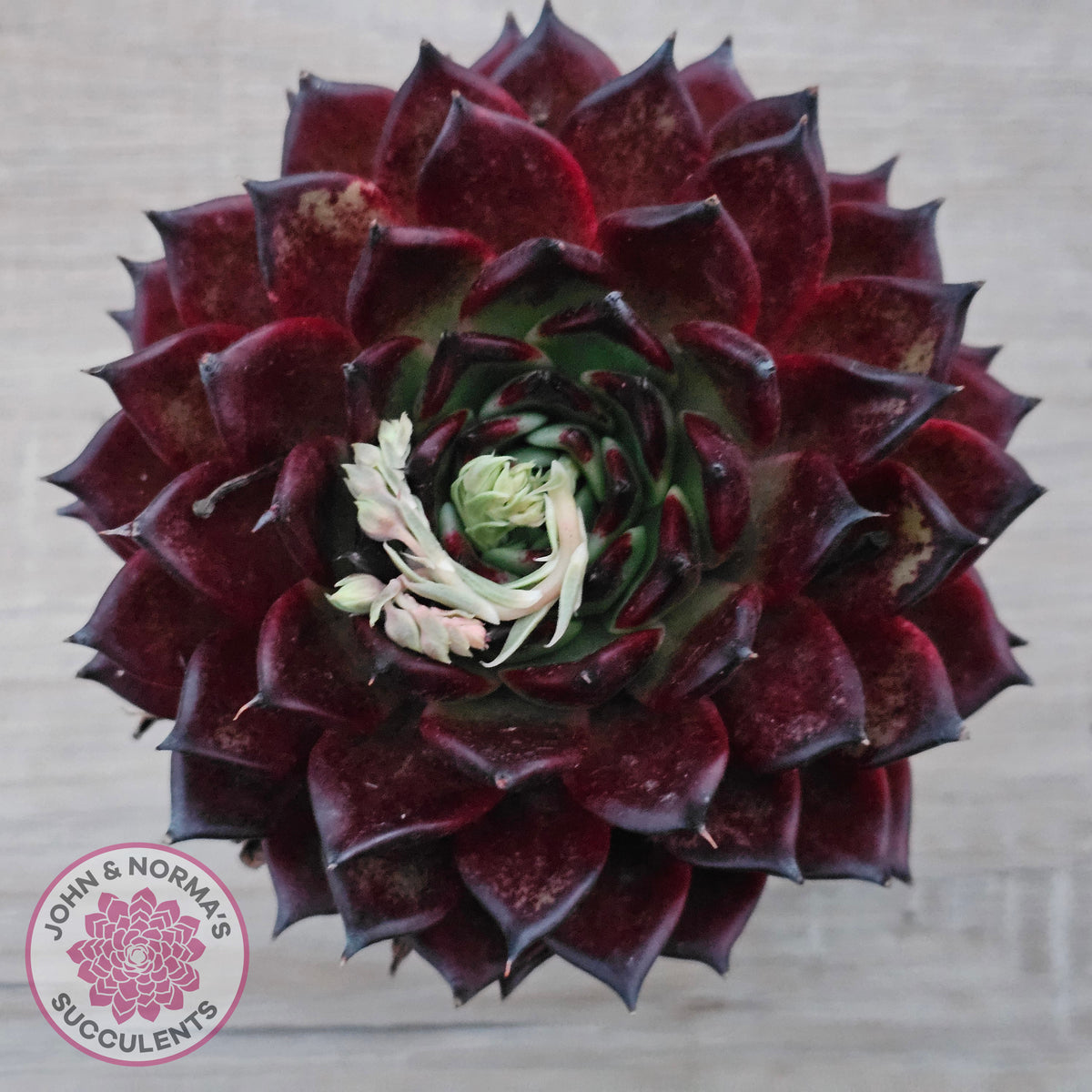 Echeveria agavoides 'Sara Bonnie' - 100mm Large