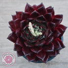 Echeveria agavoides 'Sara Bonnie' - 100mm Large