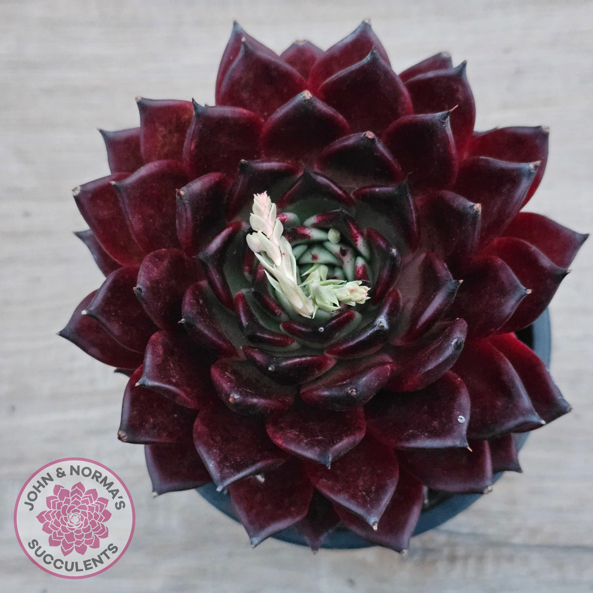 Echeveria agavoides 'Sara Bonnie' - 100mm Large