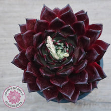 Load image into Gallery viewer, Echeveria agavoides &#39;Sara Bonnie&#39; - 100mm Large
