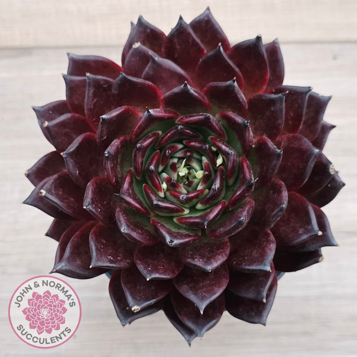 Echeveria agavoides 'Sara Bonnie' - 100mm Large
