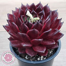 Echeveria agavoides 'Sara Bonnie' - 100mm Large