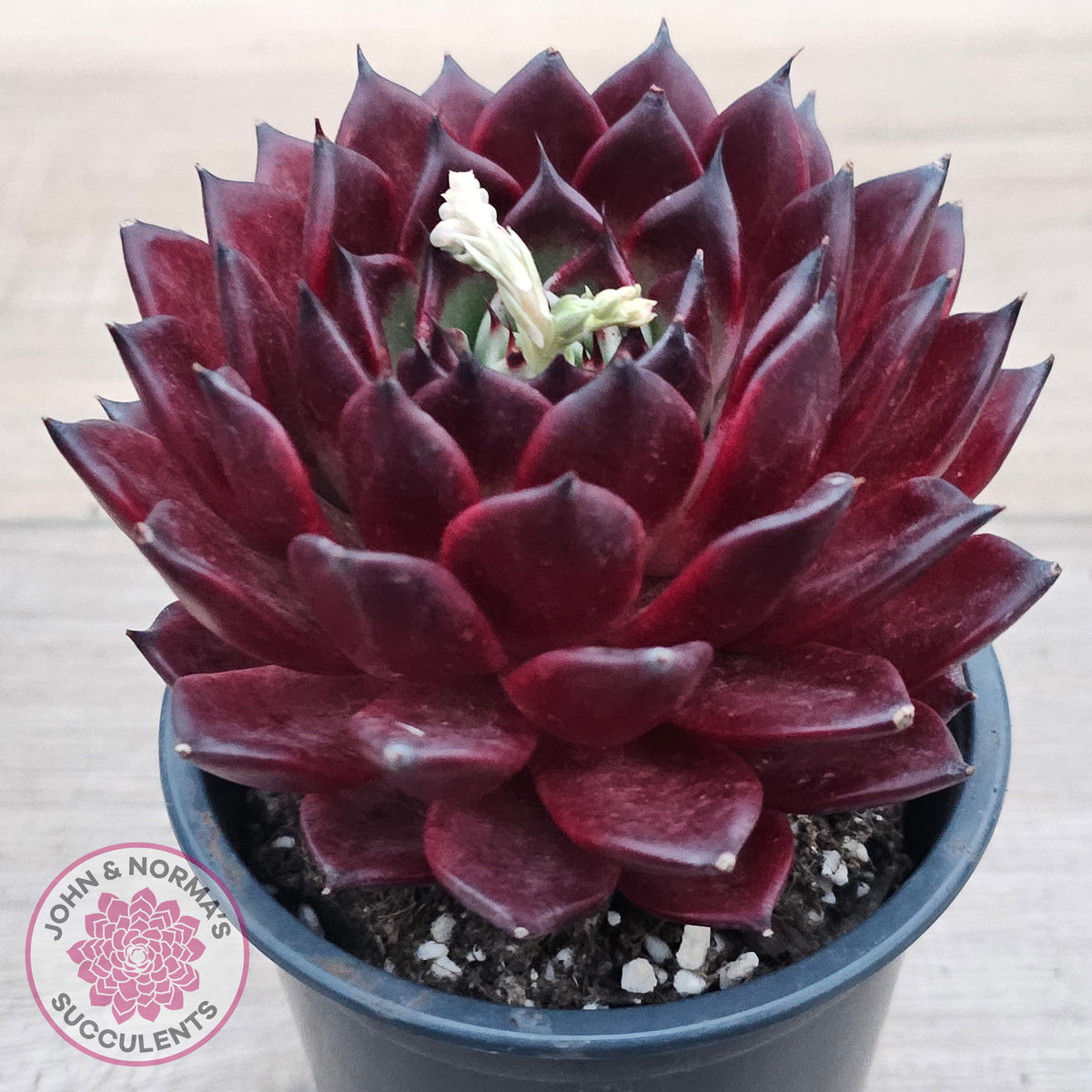 Echeveria agavoides 'Sara Bonnie' - 100mm Large