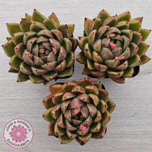 Load image into Gallery viewer, Echeveria agavoides sp.
