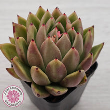 Load image into Gallery viewer, Echeveria agavoides sp.
