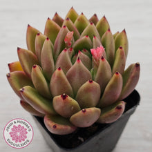 Load image into Gallery viewer, Echeveria agavoides sp.
