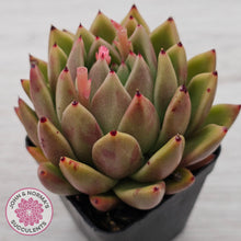 Load image into Gallery viewer, Echeveria agavoides sp.
