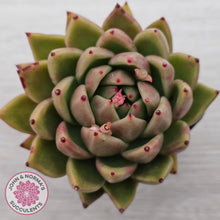 Load image into Gallery viewer, Echeveria agavoides sp.
