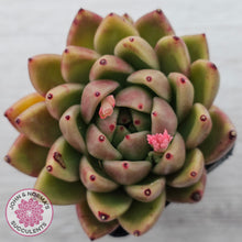 Load image into Gallery viewer, Echeveria agavoides sp.
