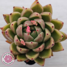 Load image into Gallery viewer, Echeveria agavoides sp.
