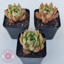 Load image into Gallery viewer, Echeveria agavoidies &#39;Morgain&#39; - John &amp; Norma&#39;s Succulents Australia
