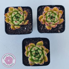 Load image into Gallery viewer, Echeveria agavoidies &#39;Morgain&#39; - John &amp; Norma&#39;s Succulents Australia
