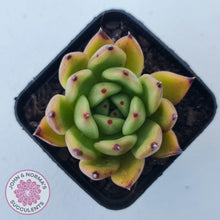Load image into Gallery viewer, Echeveria agavoidies &#39;Morgain&#39; - John &amp; Norma&#39;s Succulents Australia
