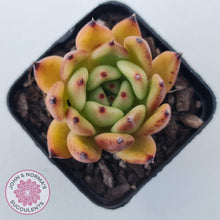 Load image into Gallery viewer, Echeveria agavoidies &#39;Morgain&#39; - John &amp; Norma&#39;s Succulents Australia
