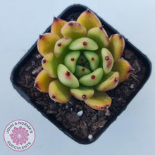 Load image into Gallery viewer, Echeveria agavoidies &#39;Morgain&#39; - John &amp; Norma&#39;s Succulents Australia
