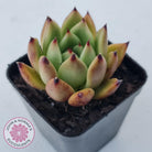 Echeveria agavoidies 'Morgain'