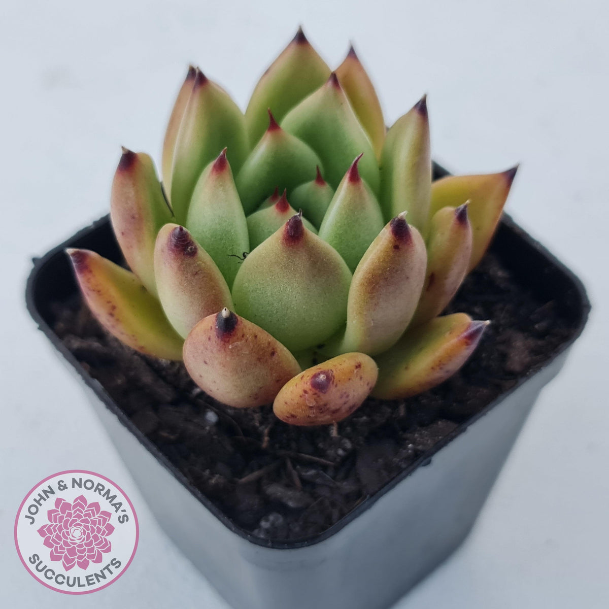 Echeveria agavoidies 'Morgain'