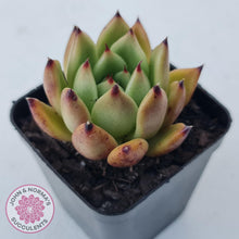 Load image into Gallery viewer, Echeveria agavoidies &#39;Morgain&#39; - John &amp; Norma&#39;s Succulents Australia
