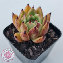 Load image into Gallery viewer, Echeveria agavoidies &#39;Morgain&#39; - John &amp; Norma&#39;s Succulents Australia

