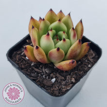 Load image into Gallery viewer, Echeveria agavoidies &#39;Morgain&#39; - John &amp; Norma&#39;s Succulents Australia
