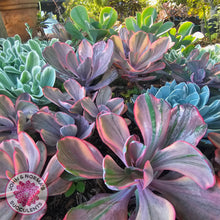 Load image into Gallery viewer, Echeveria 'Angel Wings' Variegated
