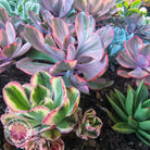 Echeveria 'Angel Wings' Variegated