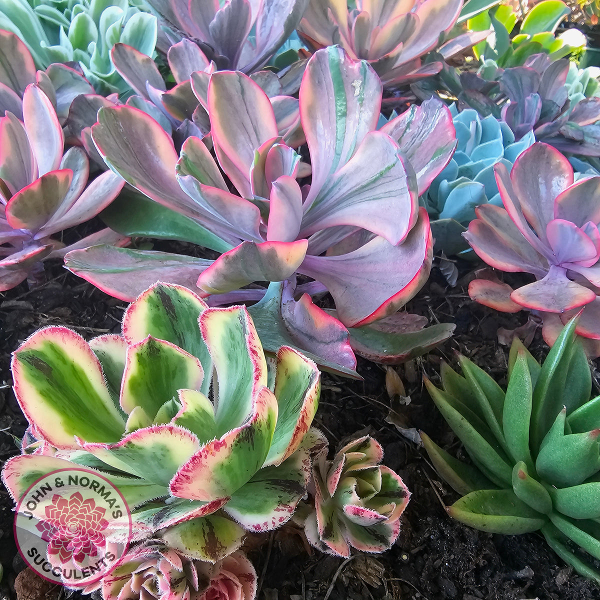 Echeveria 'Angel Wings' Variegated
