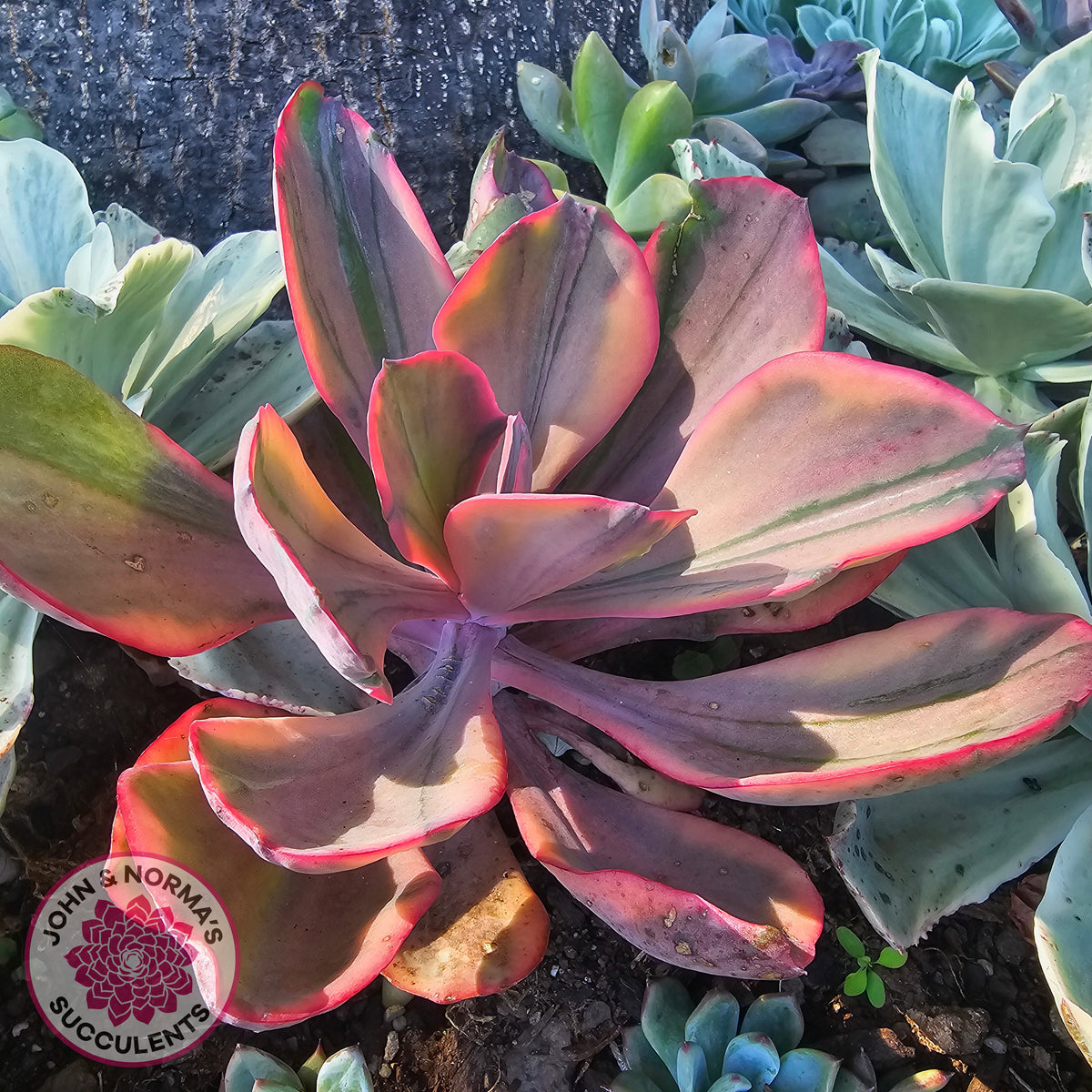 Echeveria 'Angel Wings' Variegated