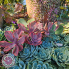 Echeveria 'Angel Wings' Variegated