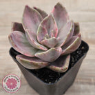 Echeveria bainesii variegated