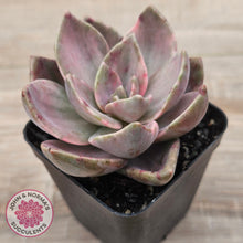 Load image into Gallery viewer, Echeveria bainesii variegated
