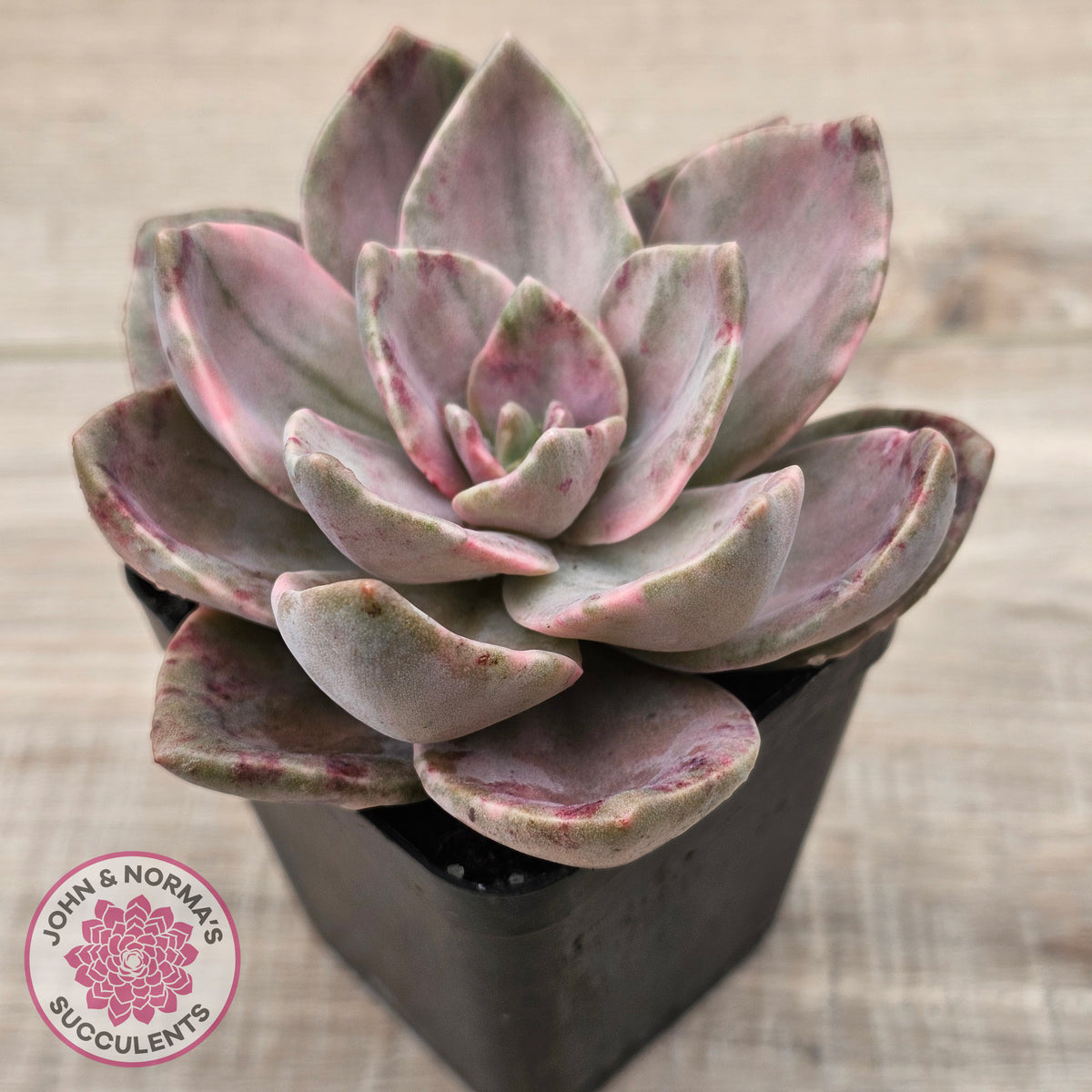 Echeveria bainesii variegated